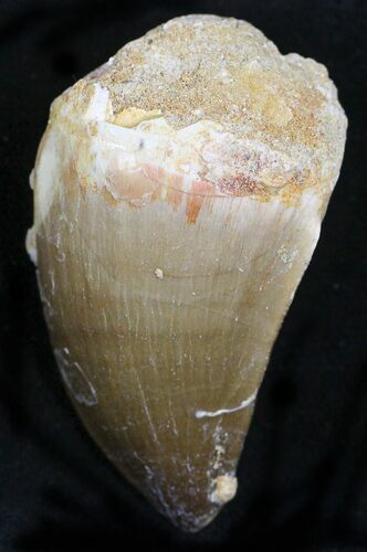 Mosasaur (Prognathodon) Tooth #22055